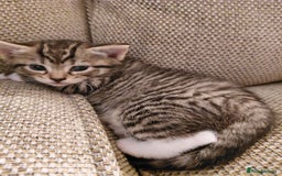 Maine Coon cats for sale: Kittens for sale half main coon - Image 24