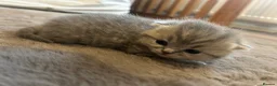 British Shorthair cats for sale:  British short hair kittens  - Advert 9