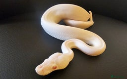 Python Snake reptiles for sale: CB25 Red eyed Leucistic Royal Pyrhon. - Image 1
