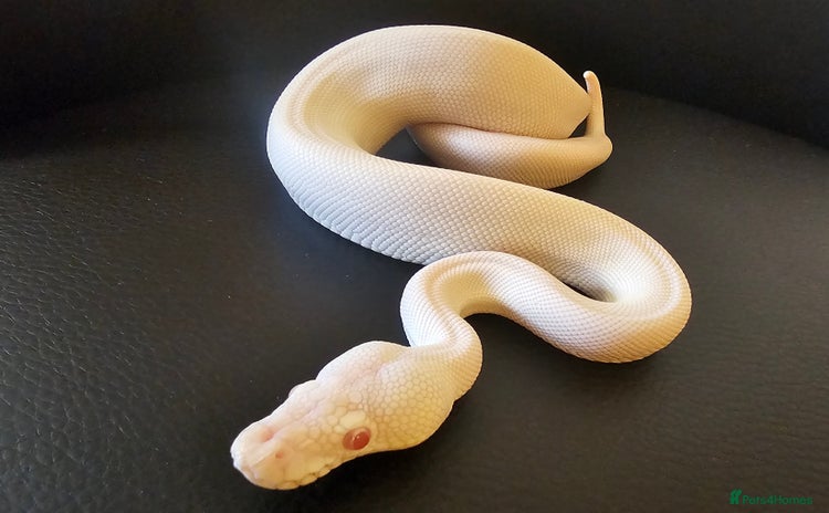 Python Snake reptiles - Advert 1