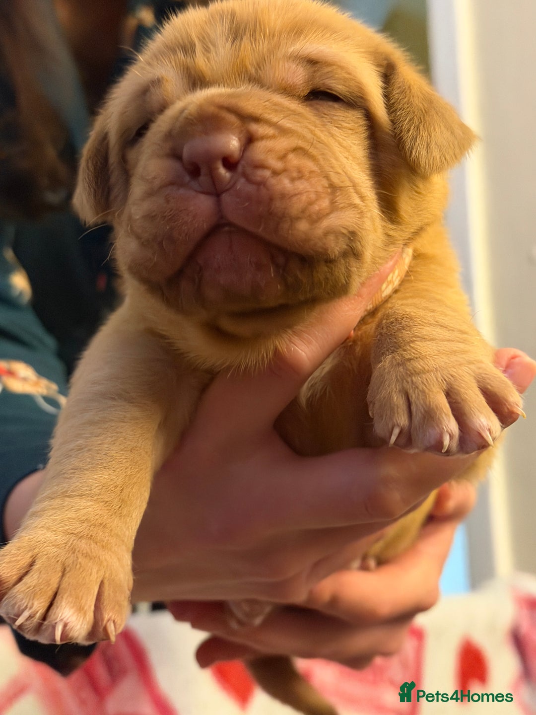 Dogue De Bordeaux dogs for sale: Beautiful Dogue De Bordeaux Puppies - Advert 35