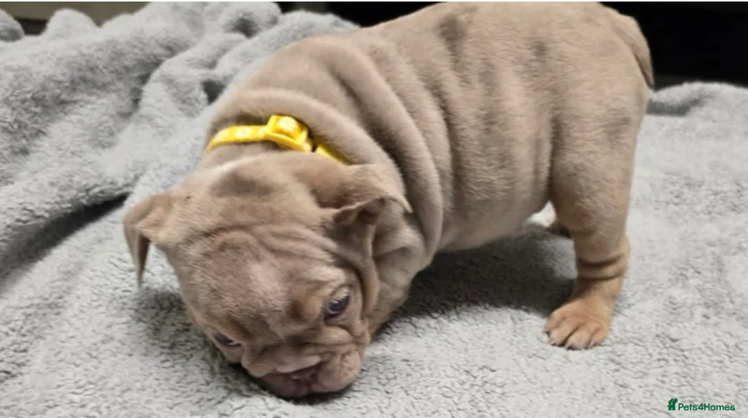 English Bulldog dogs for sale: puppies for sale last 2 girls on near offer  - Advert 5