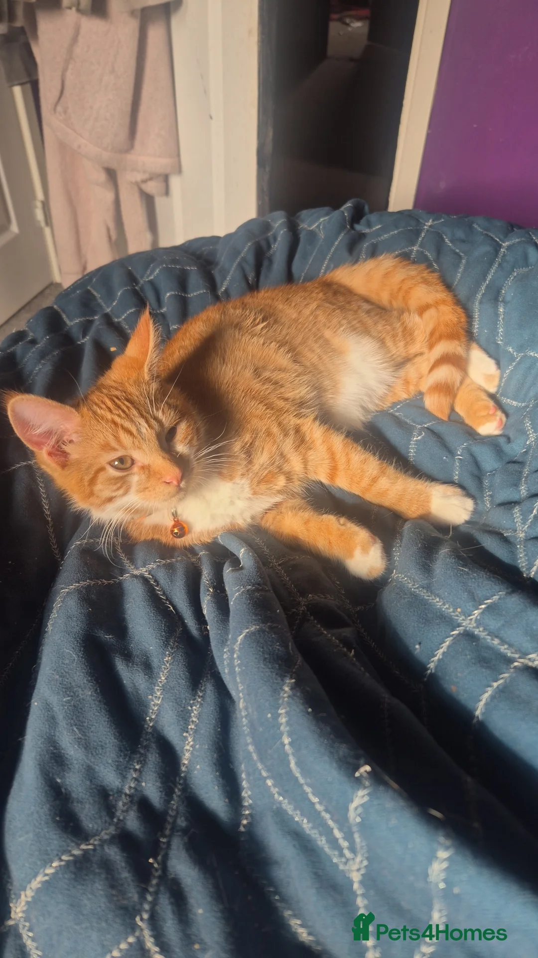 Mixed Breed cats for sale: GINGER KITTEN READY FOR A HOME  - Advert 2
