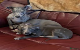Italian Greyhound dogs for sale: Iggys pup - Image 1