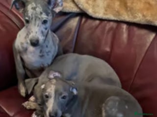 Italian Greyhound dogs - Advert 9