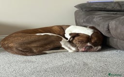 Mixed Breed dogs for sale: Bronx 8yr old alapha blue blood x - Image 2