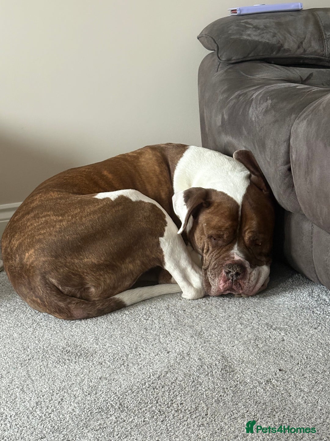 Mixed Breed dogs for sale: Bronx 8yr old alapha blue blood x - Image 2