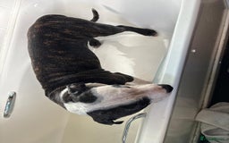 Mixed Breed dogs for sale: Staffy cross blue blood bulldog - Image 1