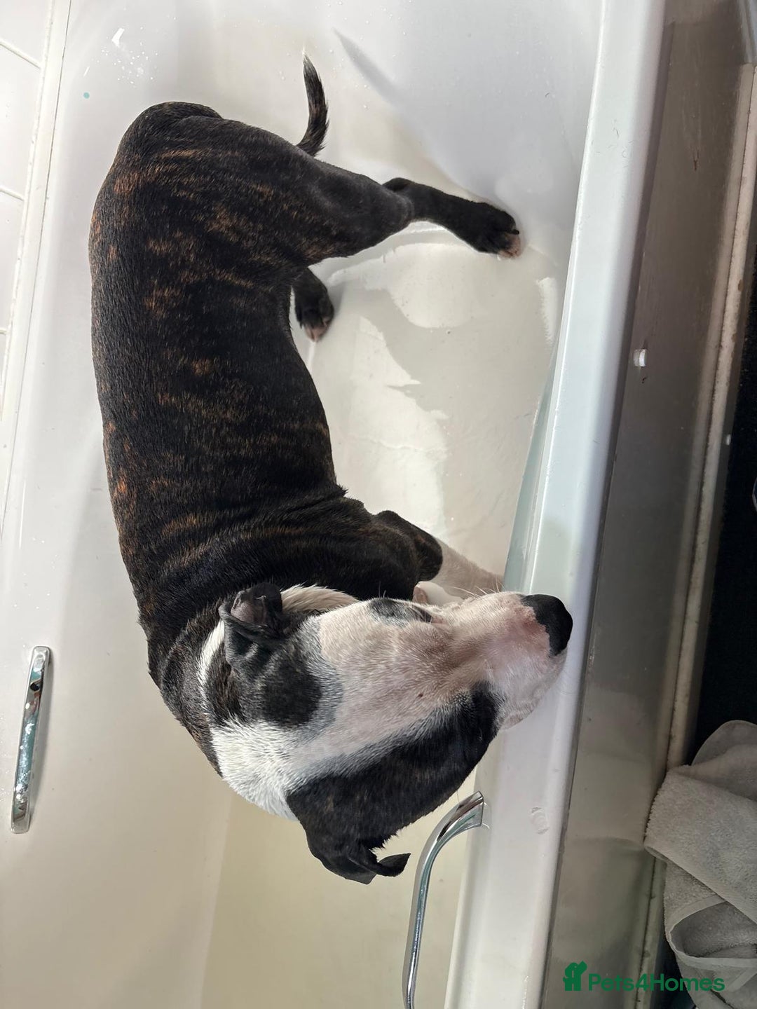 Mixed Breed dogs for sale: Staffy cross blue blood bulldog - Image 1