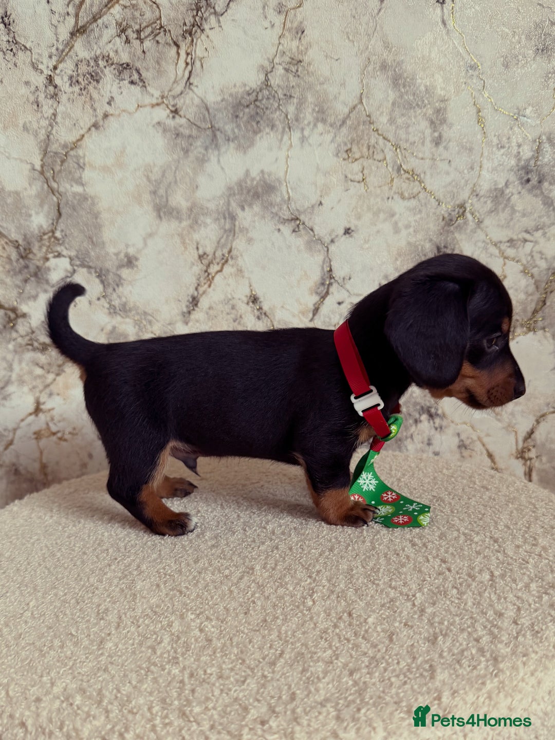 Miniature Dachshund dogs for sale: Miniature Dachshunds  - Advert 12