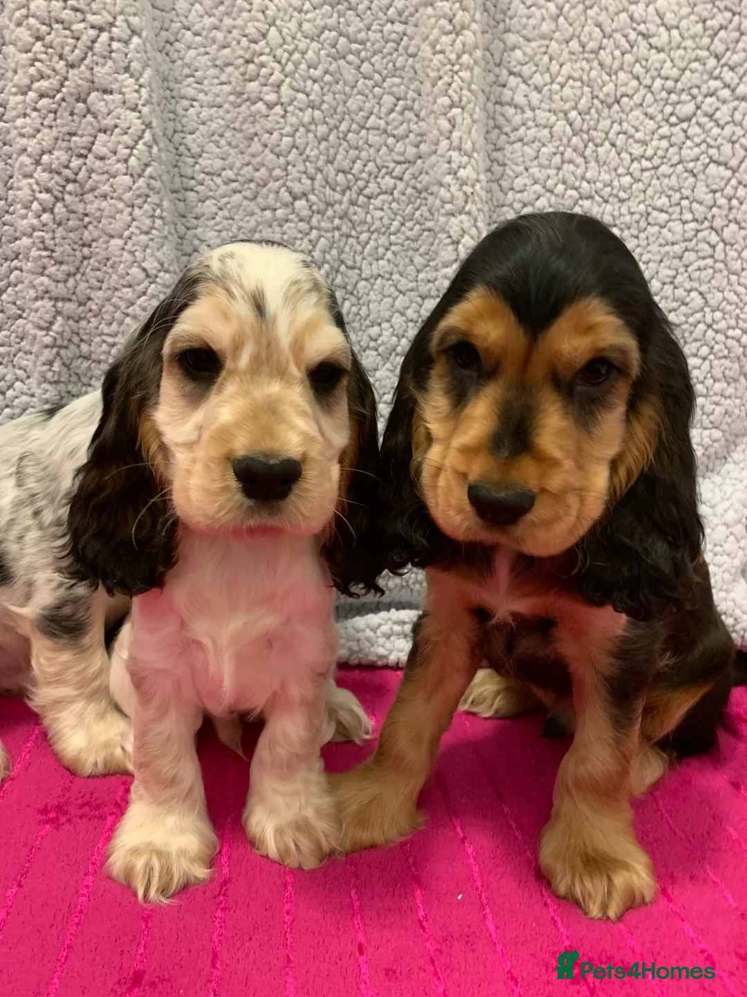 Cocker Spaniel dogs for sale: Puppies due September Show type KC reg vaccinated - Advert 1