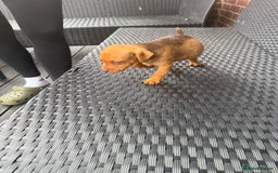 Patterdale Terrier dogs for sale: Patterdale fell terriers  - Image 18