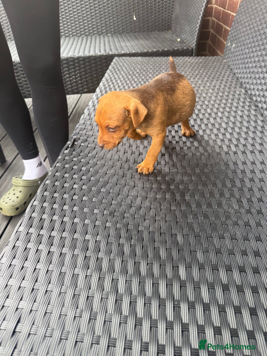 Patterdale Terrier dogs for sale: Patterdale fell terriers  - Image 18