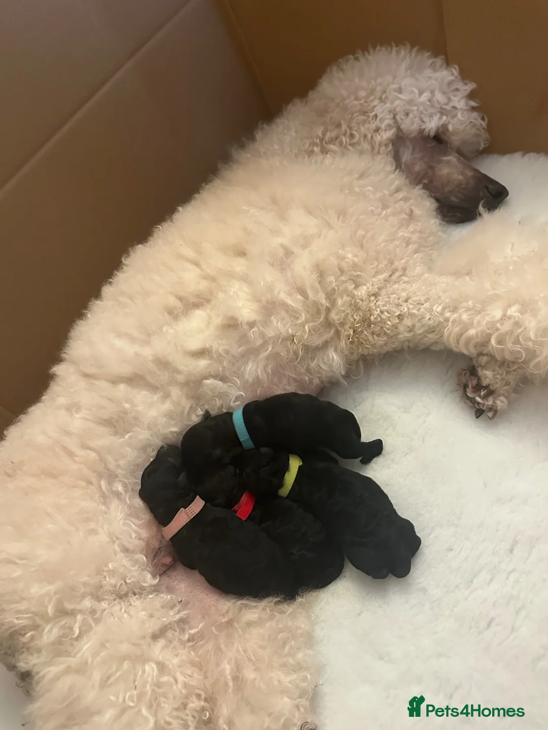 Standard Poodle dogs for sale: Shirgasei Standard Poodles - Advert 6
