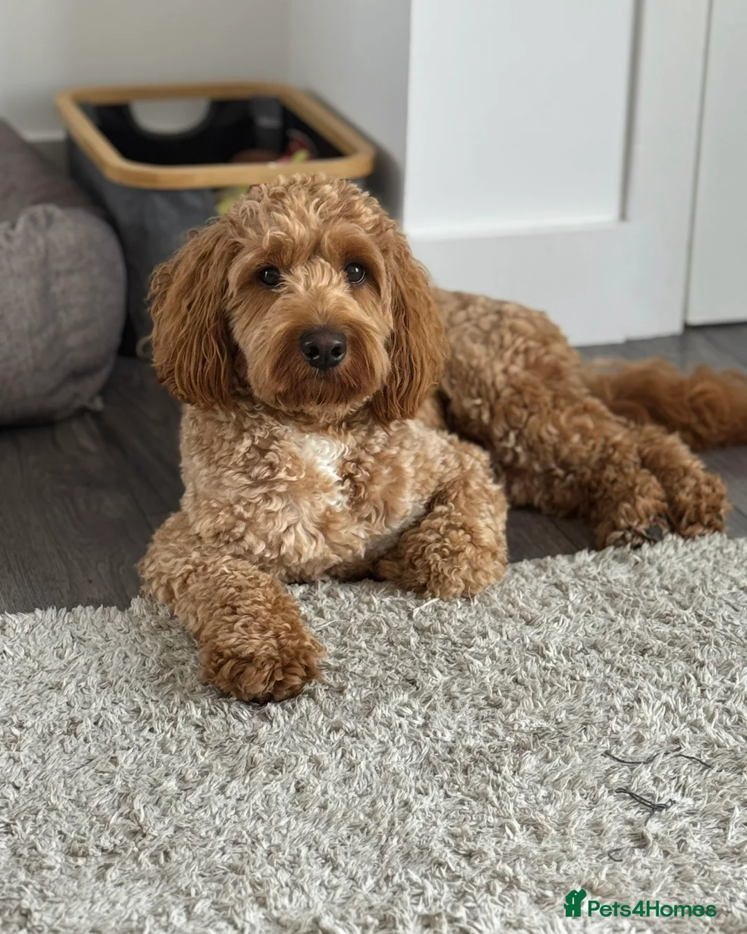 Cockapoo dogs for sale: 2yr Male Cockerpoo - Advert 2
