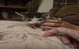 Mixed Breed cats for sale: White & black kittens - Image 1