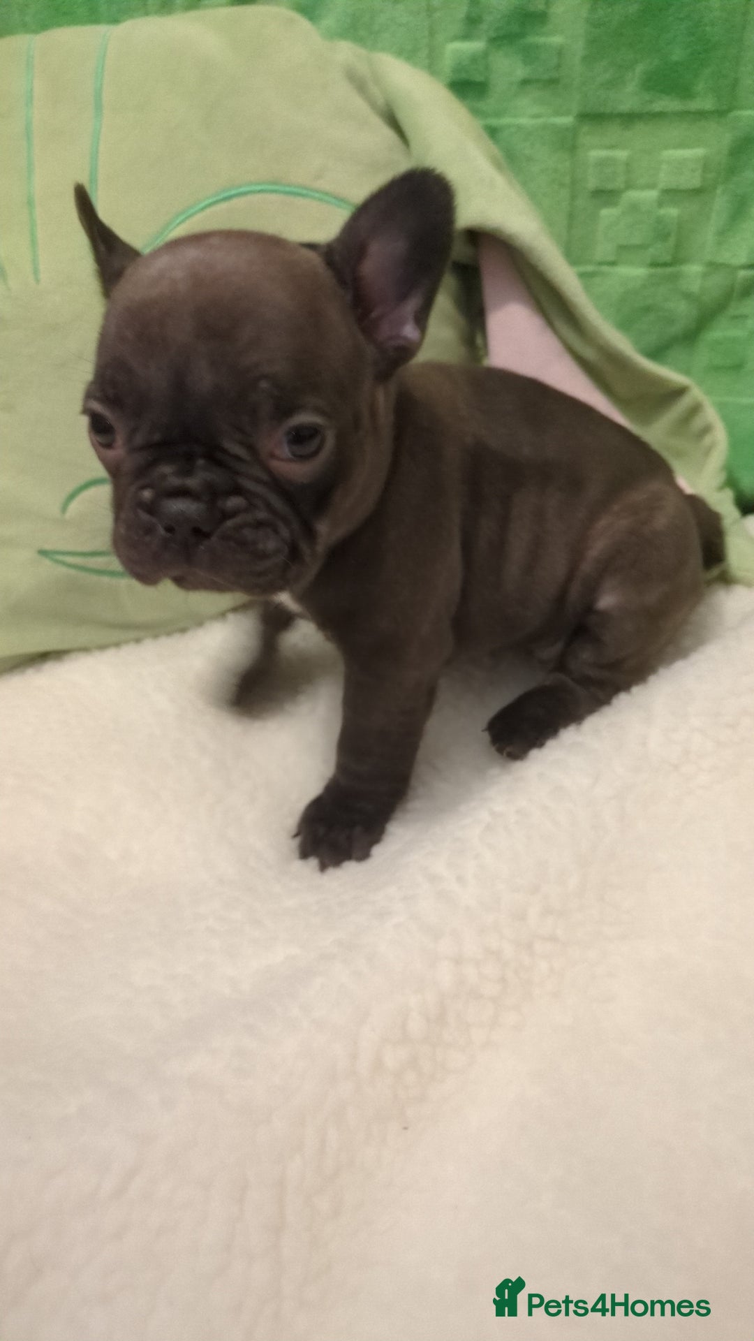 French Bulldog dogs for sale: Beautiful french bulldog puppies  - Advert 18