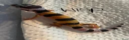 Leopard Gecko reptiles for sale: Hatchling Leopard Geckos - Advert 2