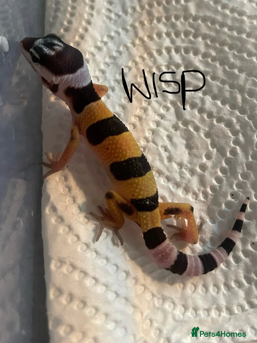 Leopard Gecko reptiles for sale: Hatchling Leopard Geckos - Advert 2