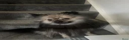 German Spitz dogs for sale: Gorgeous German spitz for sale teddy - Advert 3