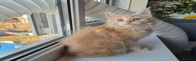 Maine Coon 7 Fi Fee