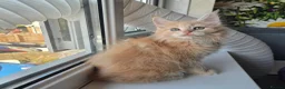 Maine Coon cats for sale: Stunning TICA Maine Coon kittens - Advert 26