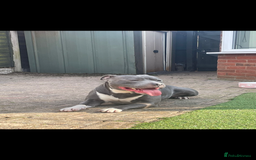 Staffordshire Bull Terrier dogs for sale: kc registered blue staffys due on 23/24th July  - Image 7