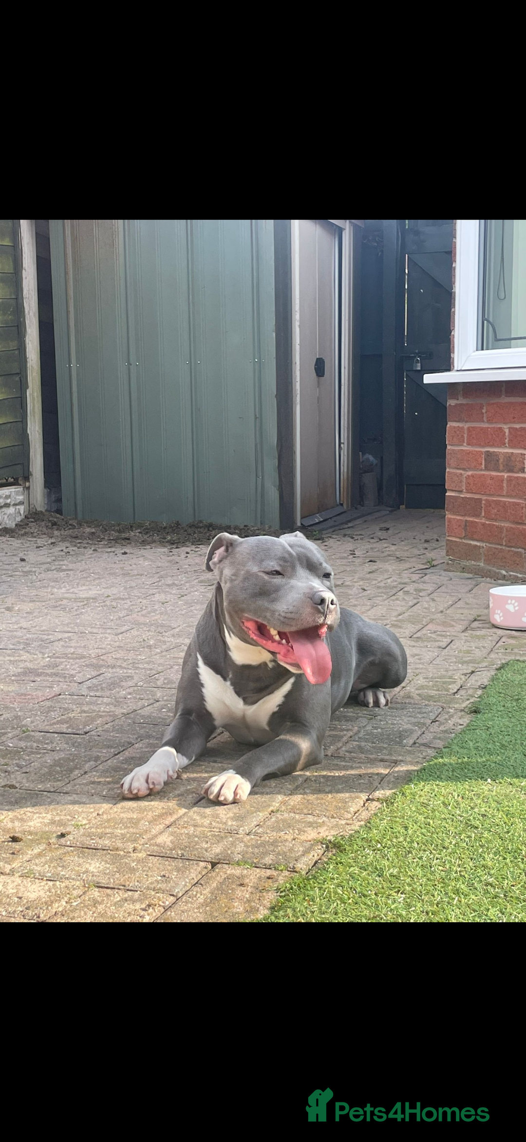 Staffordshire Bull Terrier dogs for sale: kc registered blue staffys due on 23/24th July  - Image 7