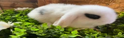 Mini Lop rabbits for sale: Gorgeous pure Mini lops and mini lion lops  - Advert 3