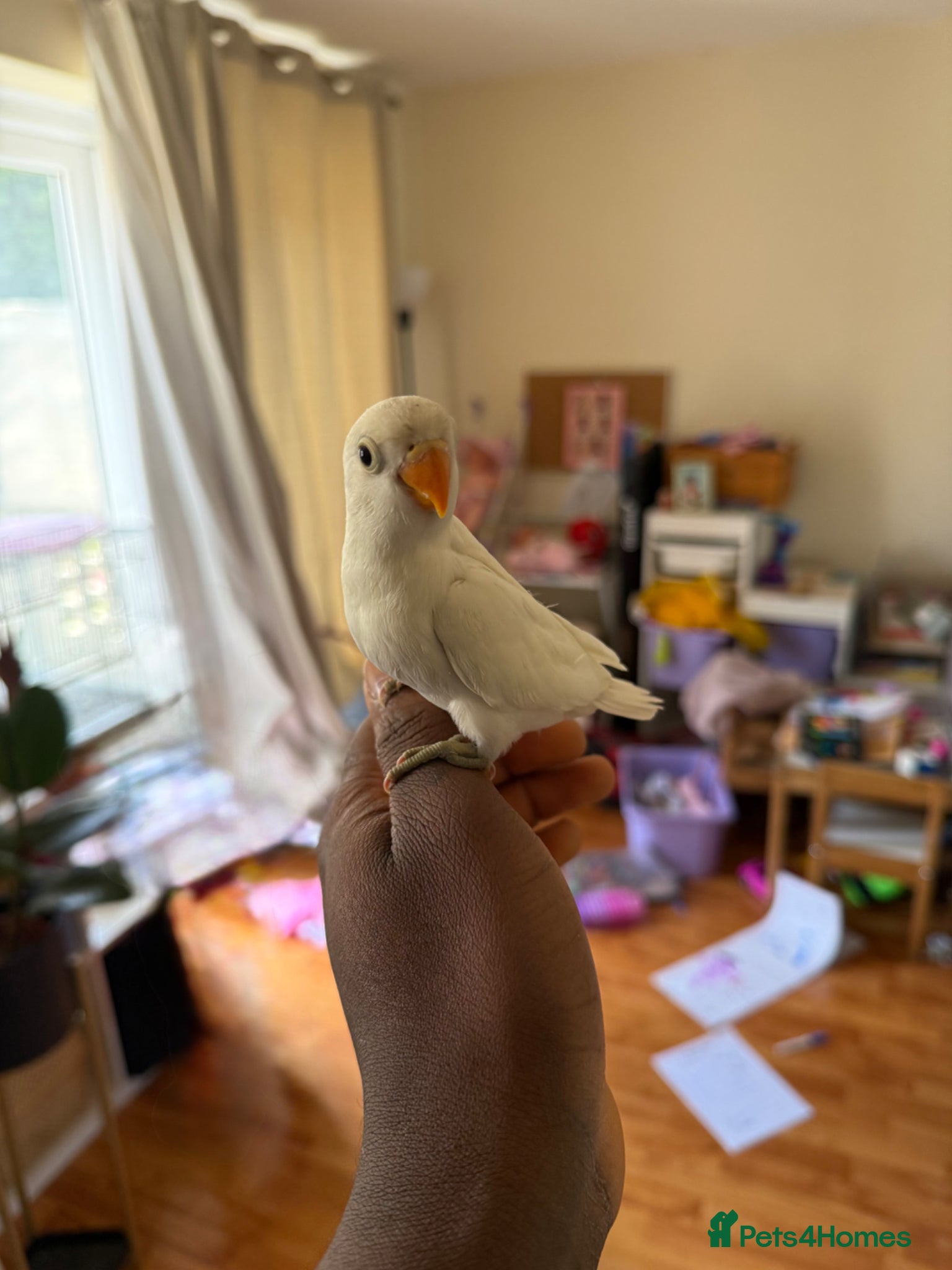 Lovebirds birds Tamed Lovebirds  - Advert 16