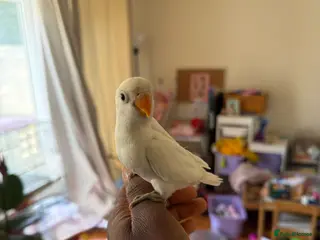 Lovebirds birds Tamed Lovebirds - Advert 16