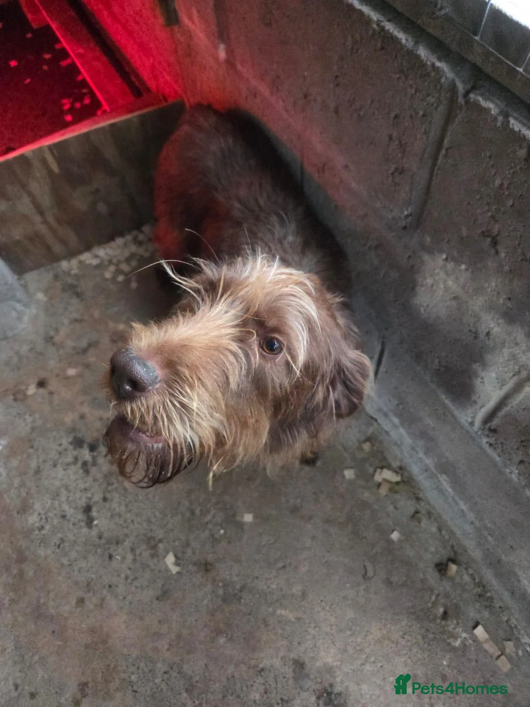 Mixed Breed dogs for sale: GWP x Labs - Advert 7
