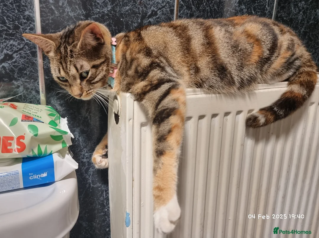 Brazilian Shorthair cats for sale: Family of 3 gorgeous cats for adoption - Advert 22