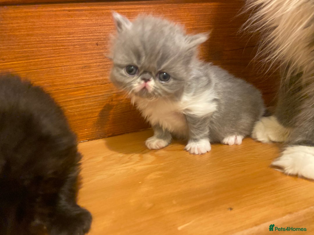 Persian cats for sale: Stunning pedigree Persian kittens - Advert 5