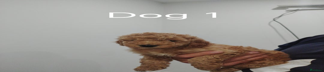 Cockapoo Puppy 1