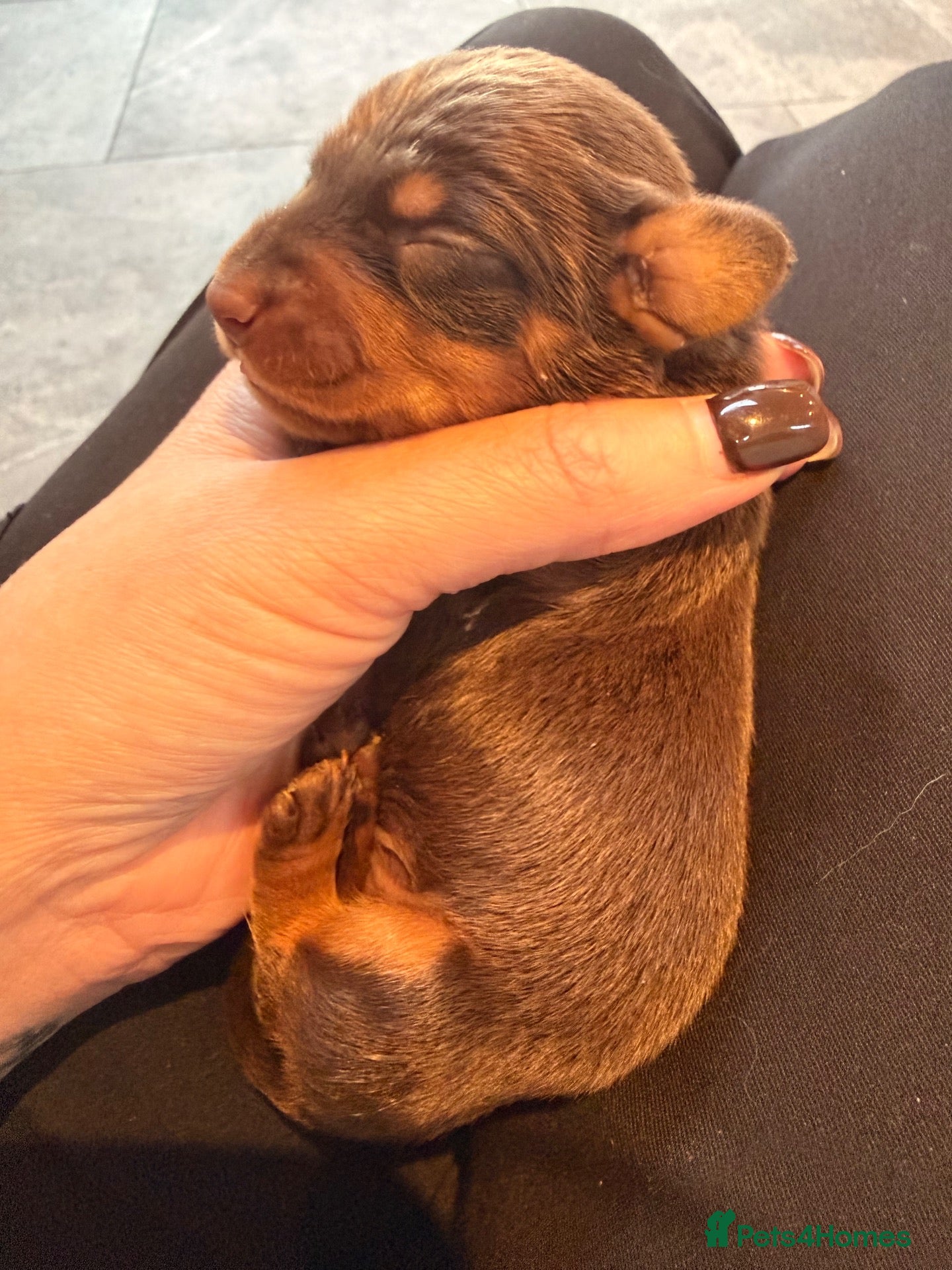 Miniature Dachshund dogs Beautiful miniature dachshund  - Advert 16