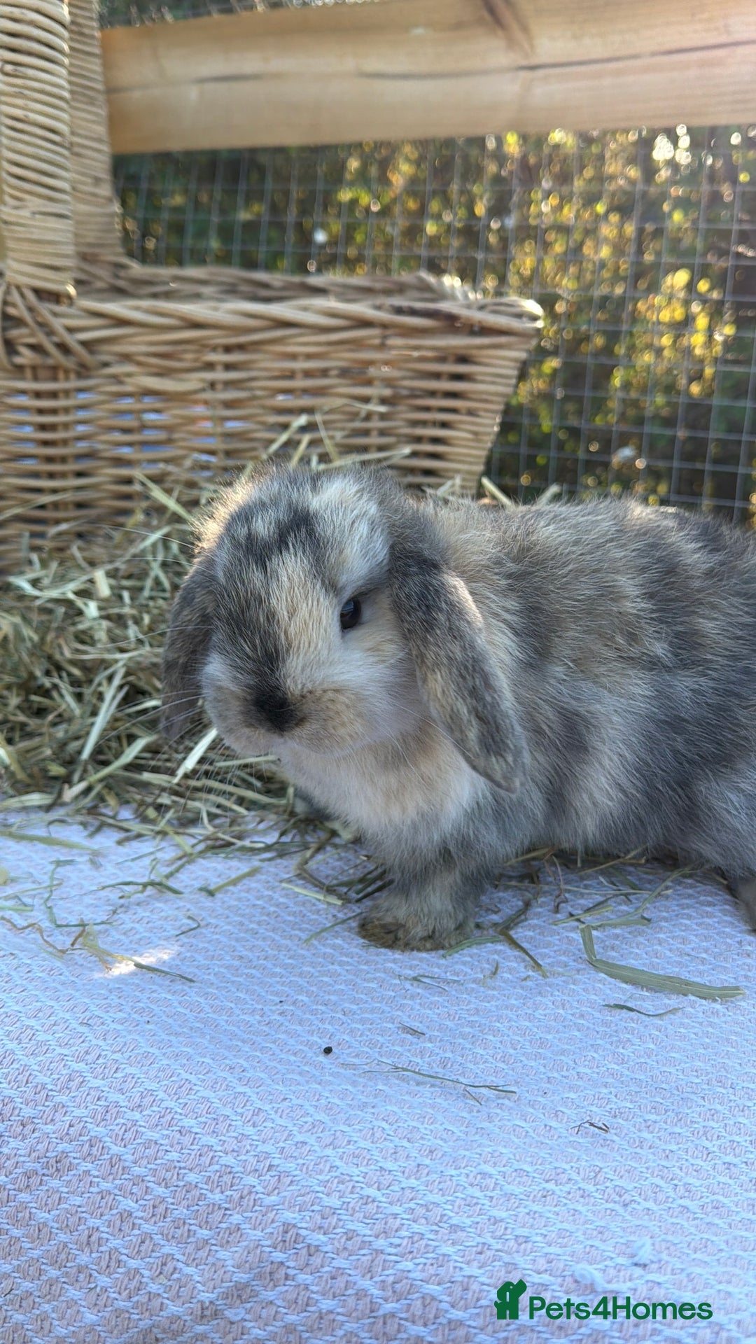 Mini Lop rabbits for sale: Mini Lop bunnies  - Advert 28