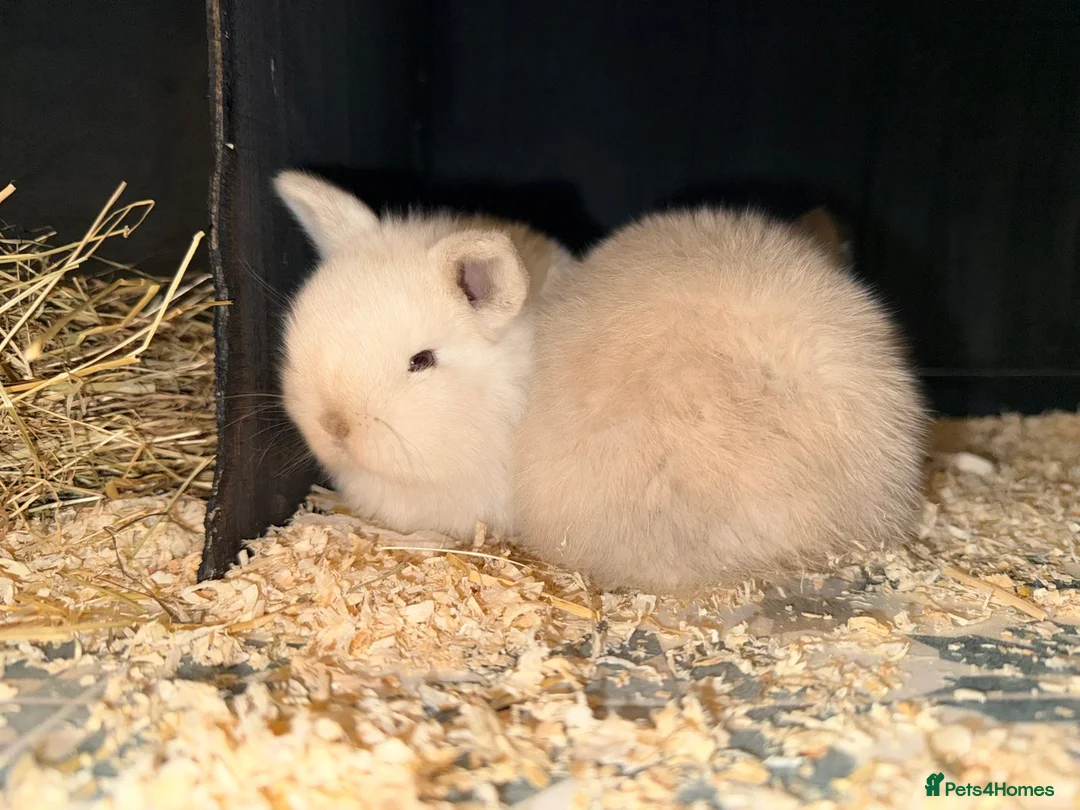 Mini Lion Lop rabbits for sale: Stunning Mini LionLops for Sale  - Advert 22