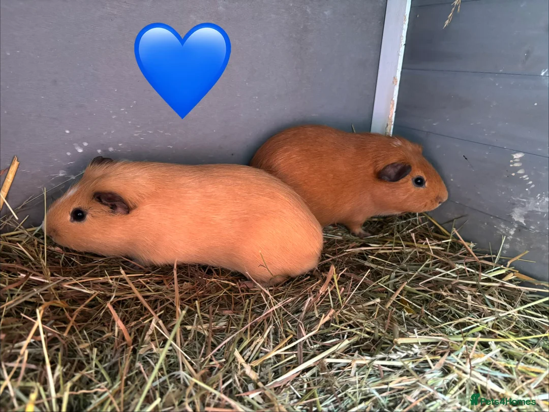 Guinea Pig rodents for sale: Mixed guinea pigs  - Advert 4