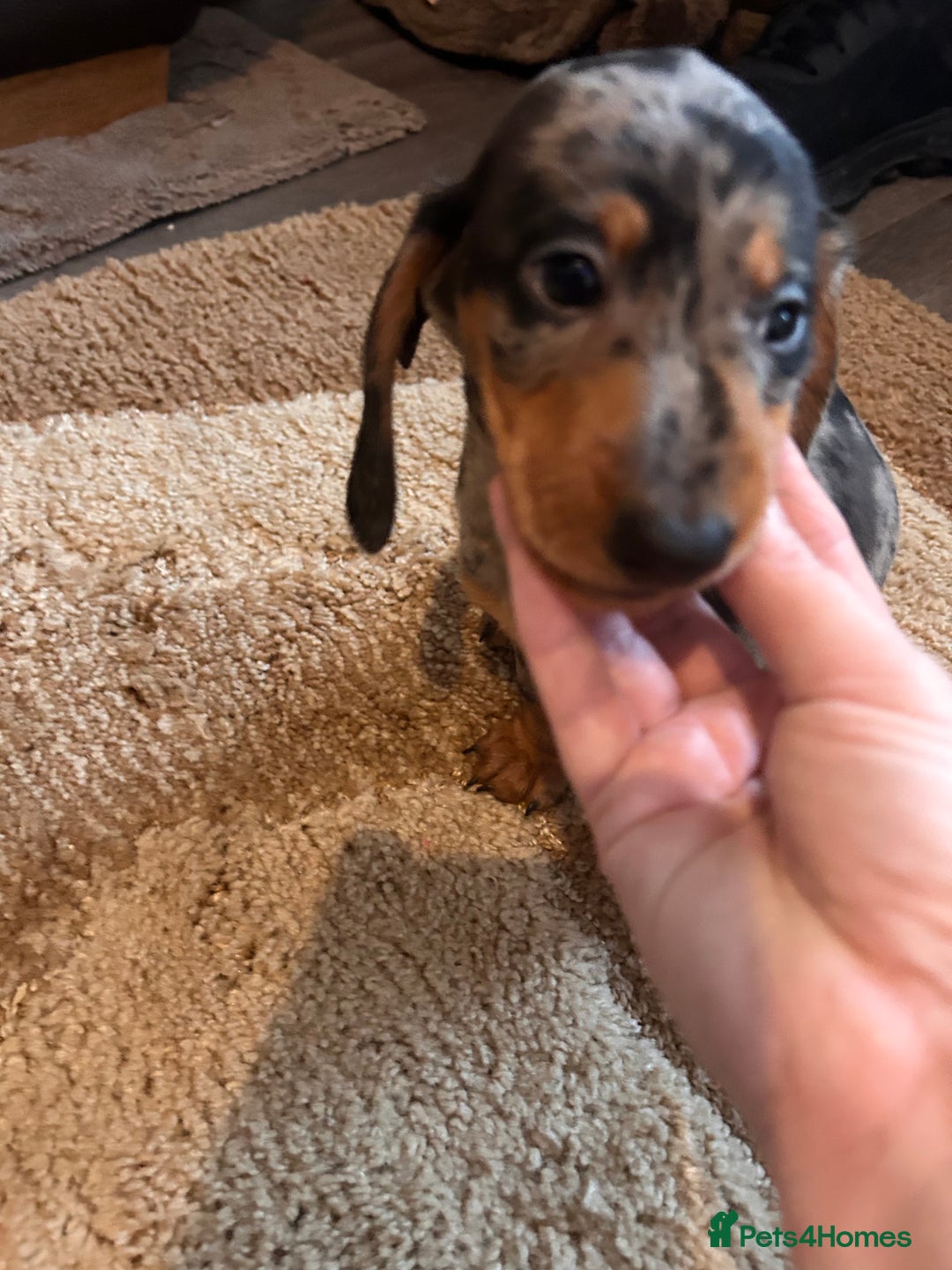 Miniature Dachshund dogs for sale: Dachshund puppies boys and girls ready now - Advert 27