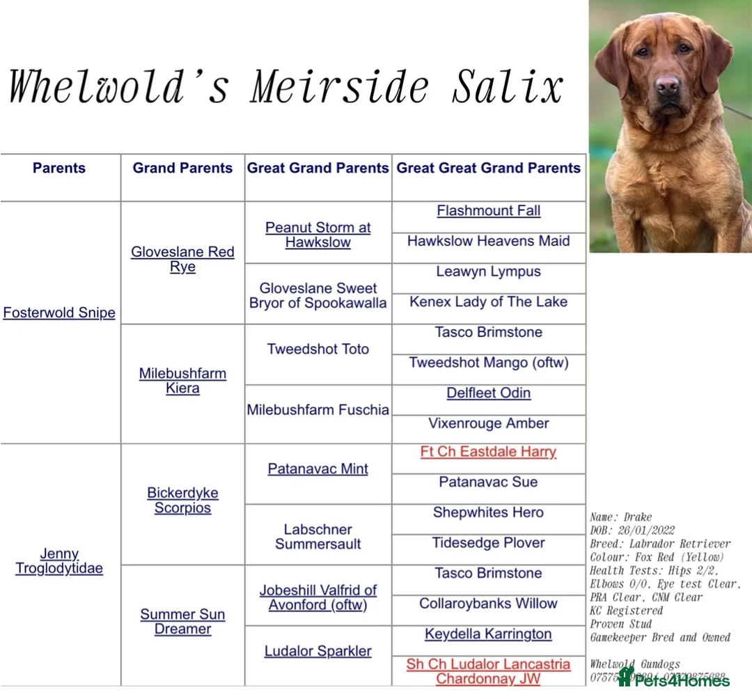 Labrador Retriever dogs for stud: KC Dark Working Fox Red Lab Stud in Melton Mowbray - Advert 6