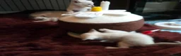 Burmese cats for sale: Chocolate Mink Boys ,registered,2x vet checked, - Advert 14