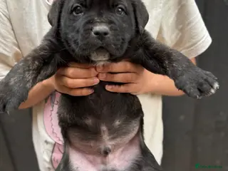 Presa Canario dogs 🏆 Champion Blood elite presa Canario pups!! - Advert 2