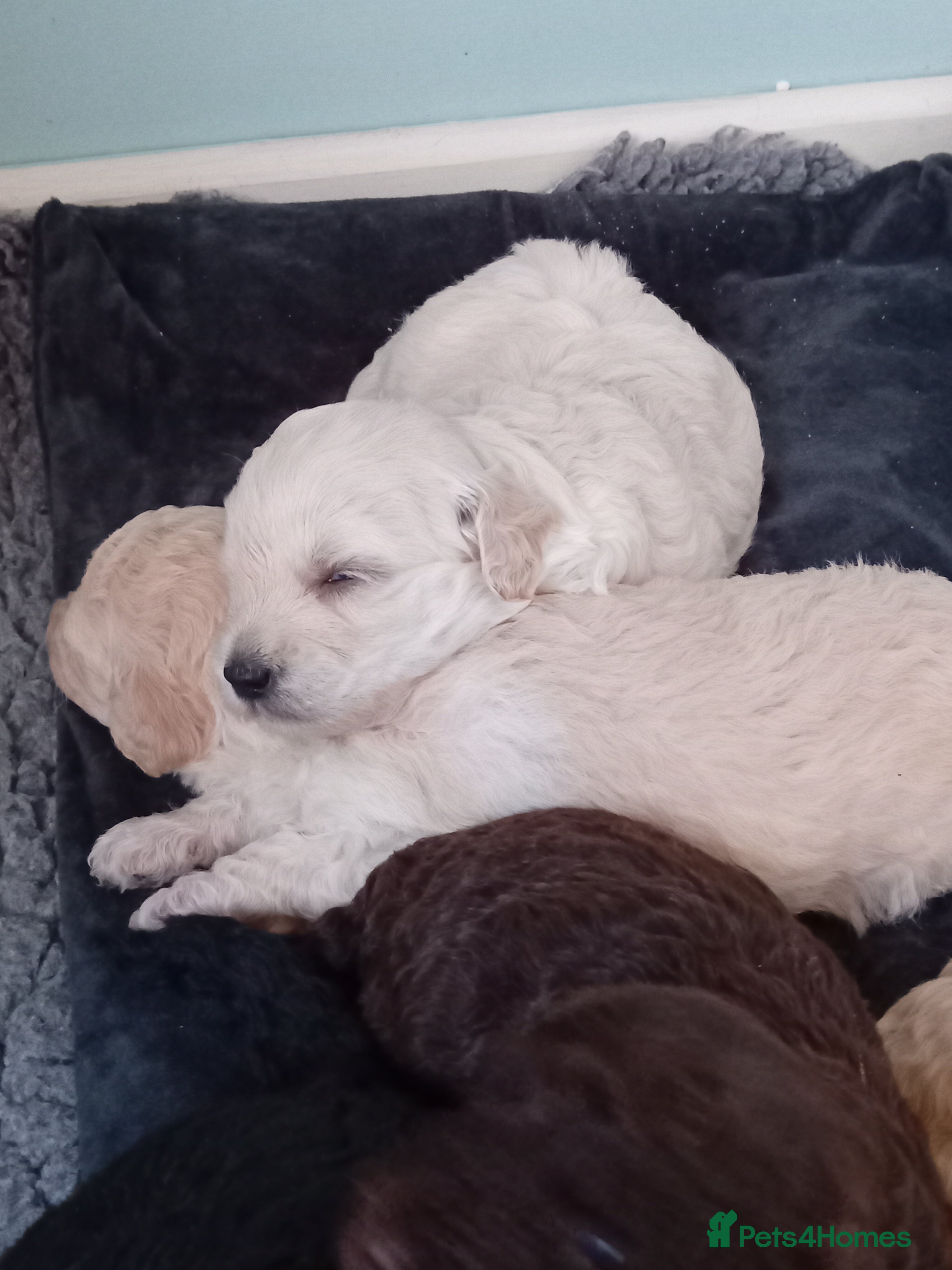 Mini Goldendoodle dogs Gorgeous Miniature Double Doodle puppies  - Advert 1