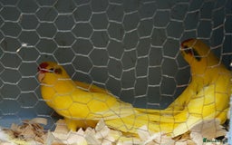 Parakeets birds for sale: kakariki parrots - Image 3