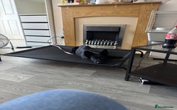 German Shepherd dogs for sale: All black female German Shepard  - Image 3
