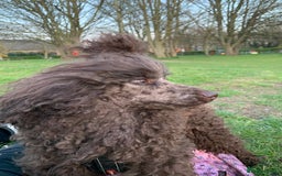 Cavapoo dogs for sale: Stunning premium F1 Cavapoo babies 🥰 - Image 38
