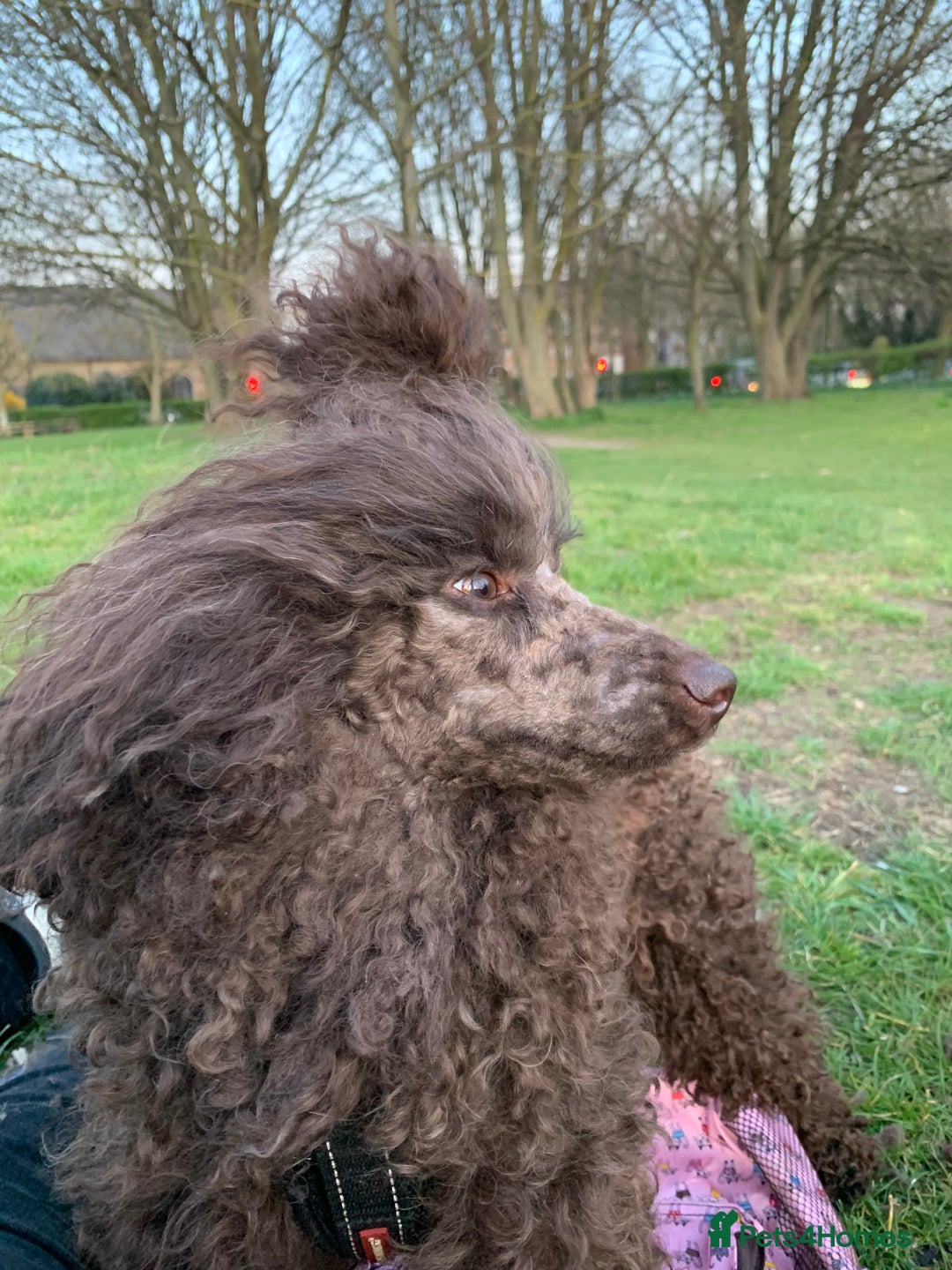 Cavapoo dogs for sale: Stunning premium F1 Cavapoo babies 🥰 - Image 38