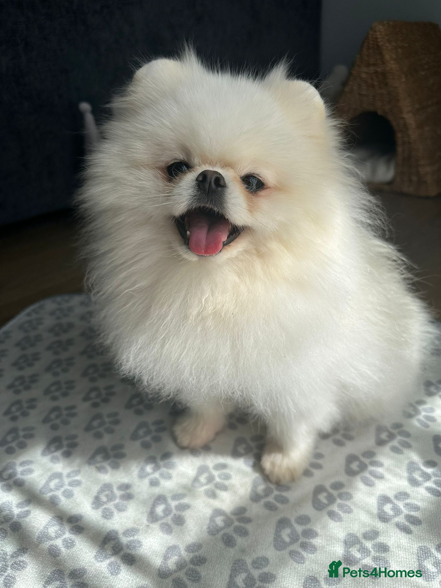 Pomeranian dogs White male Pomeranian age 3 - Advert 2