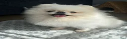Pomeranian dogs for sale: White male Pomeranian age 3 - Advert 1